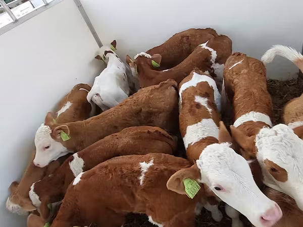 Toro, Simmental cattle