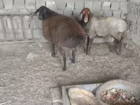 Cừu (lô, chưa xác định giới tính), Hissar sheep — ảnh 3