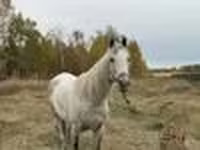 Kůň, Horse breed — foto 5