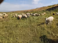 Хонь, Balbas sheep — 2 зураг