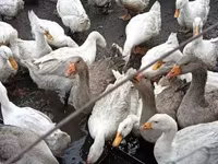 Ducks — zdjęcie 1