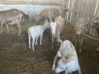 Cabras (lote, sexo não especificado), Alpine goat — foto 7