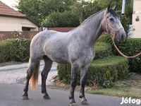 مادیان, Appaloosa — عکس 2