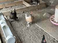 Chickens — foto 1