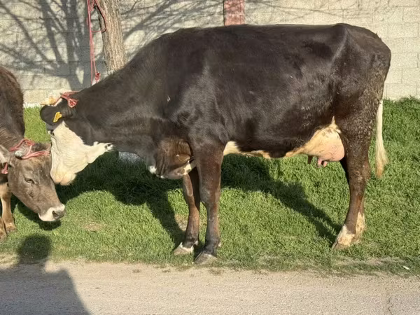 Ganado vacuno