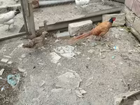 آسترالورپ — عکس 7