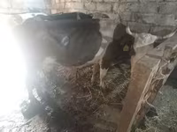 암소, Simmental cattle — 사진 3