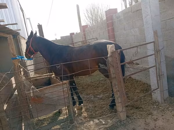 Horse (M), Horses — Kyrgyzstan