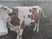 گاو ماده, Simmental cattle — عکس 1
