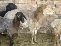 Berbec, Arashan sheep — foto 2