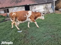 Lembu jantan, Simmental cattle — foto 6