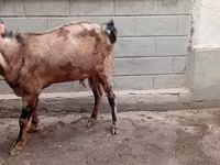 بز نر, Beetal goats — عکس 1