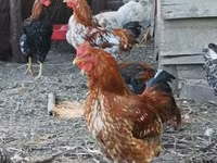 Chickens — foto 3