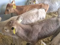 گاو و گوساله (گروه، جنسیت مشخص نشده), Simmental cattle — عکس 2