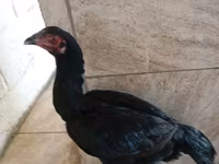 Guinea fowl — ፎቶ 5
