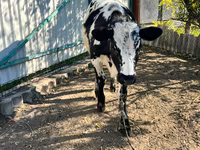 Krava, Russian Black pied cattle — foto 3