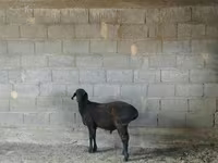 Pecora, Hissar sheep — foto 1