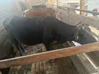 Býk, Latvian Blue cattle — foto 4