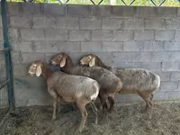 Kambing betina, Arashan sheep — foto 6