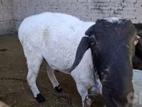 قوچ, گوسفند — عکس 1