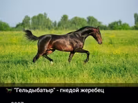 Cal, Akhal-Teke — foto 4
