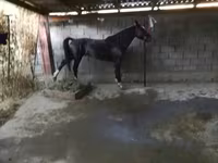 Aygır, Atlar — foto 3