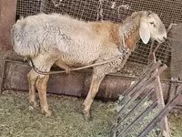 แกะตัวผู้, Arashan sheep — รูปภาพ 7