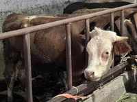 Bou, Simmental cattle — foto 2