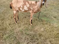Kambing betina, Nubian Goat — foto 4