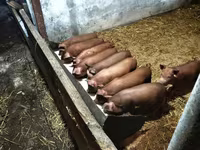 Domuzlar (parti, cinsiyet belirtilmedi), Дюрок — foto 2