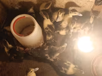 Ducks — عکس 2