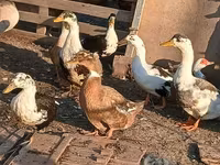 Ducks — ảnh 3