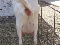 بکری, Saanen goat — تصویر 3