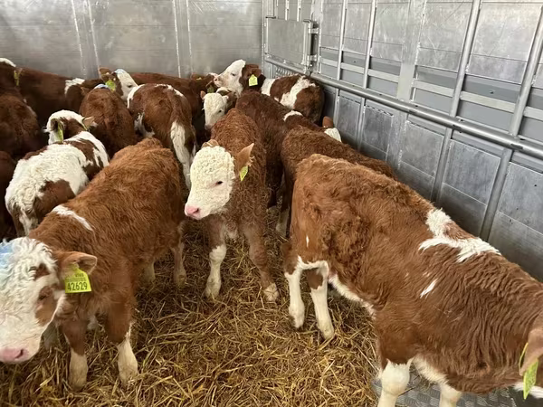 Bulle, Simmental cattle