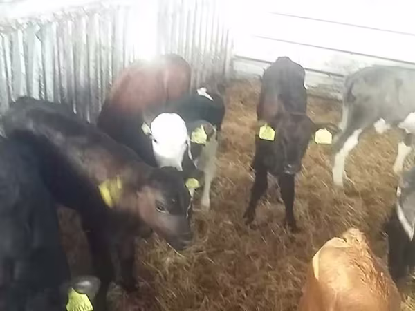 گاو نر, Simmental cattle