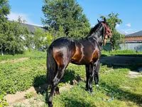 Ngựa đực, Swedish warmblood horse — ảnh 7