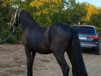 Hengst, Friesian — Foto 4