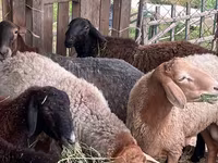 Ovan, Edilbay sheep — fotografija 7