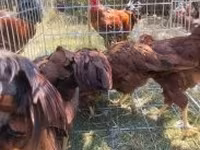 Chickens — foto 4