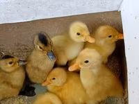 Amerikan Pekin — foto 2