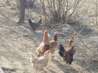 Turkeys — عکس 5