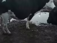 วัวตัวเมีย, Latvian Blue cattle — รูปภาพ 4