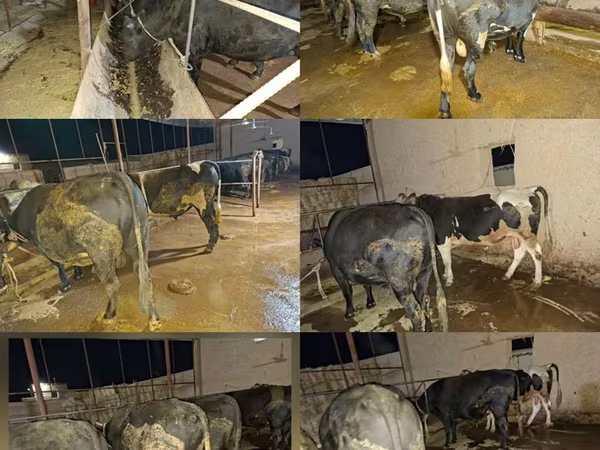Bull, Cattle — Uzbekistan