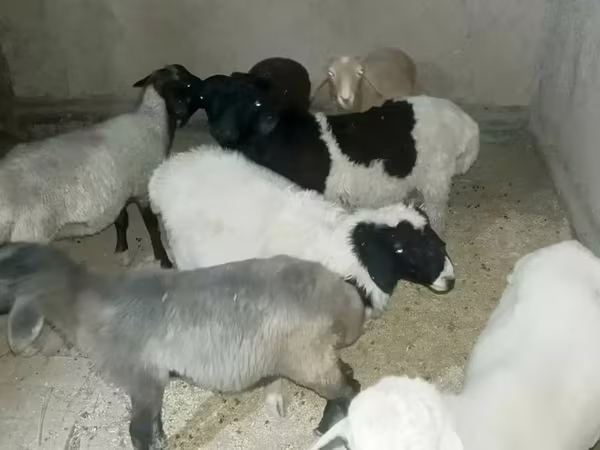 Baran, Rhon sheep