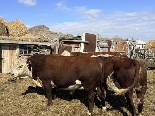 گاو نر, گاو سفیدسر قزاقستانی
