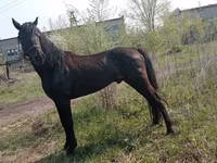 Kůň, Altai horse — foto 2