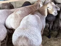 Biri-biri (lot, jantina tidak dinyatakan), Arashan sheep — foto 3