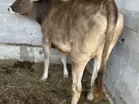 Ko, Swiss cattle — foto 3
