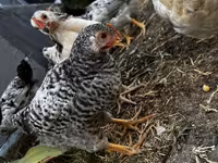 Chickens — foto 2