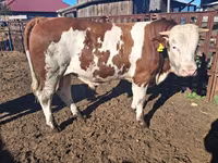 วัวตัวผู้, Simmental cattle — รูปภาพ 3